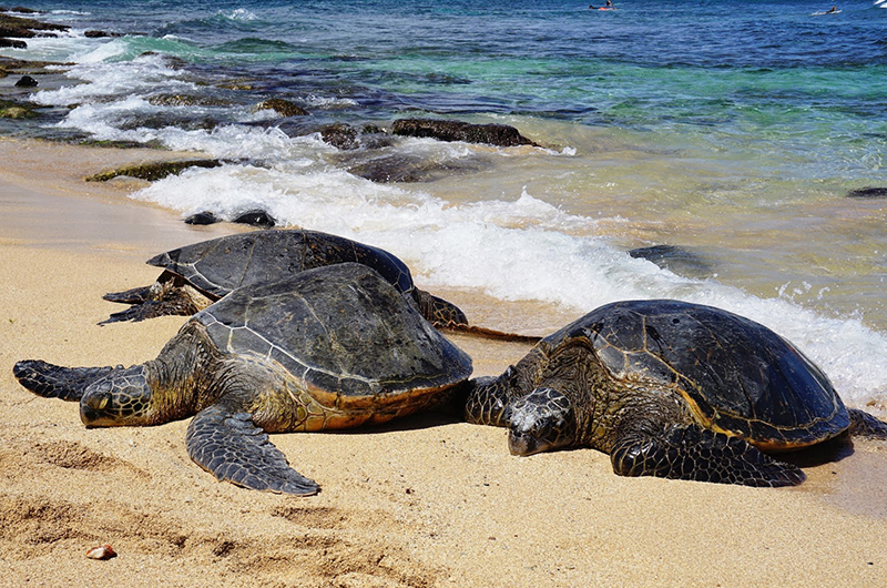Hookipa is a great place to spot giant Hawaiian Sea Turtles