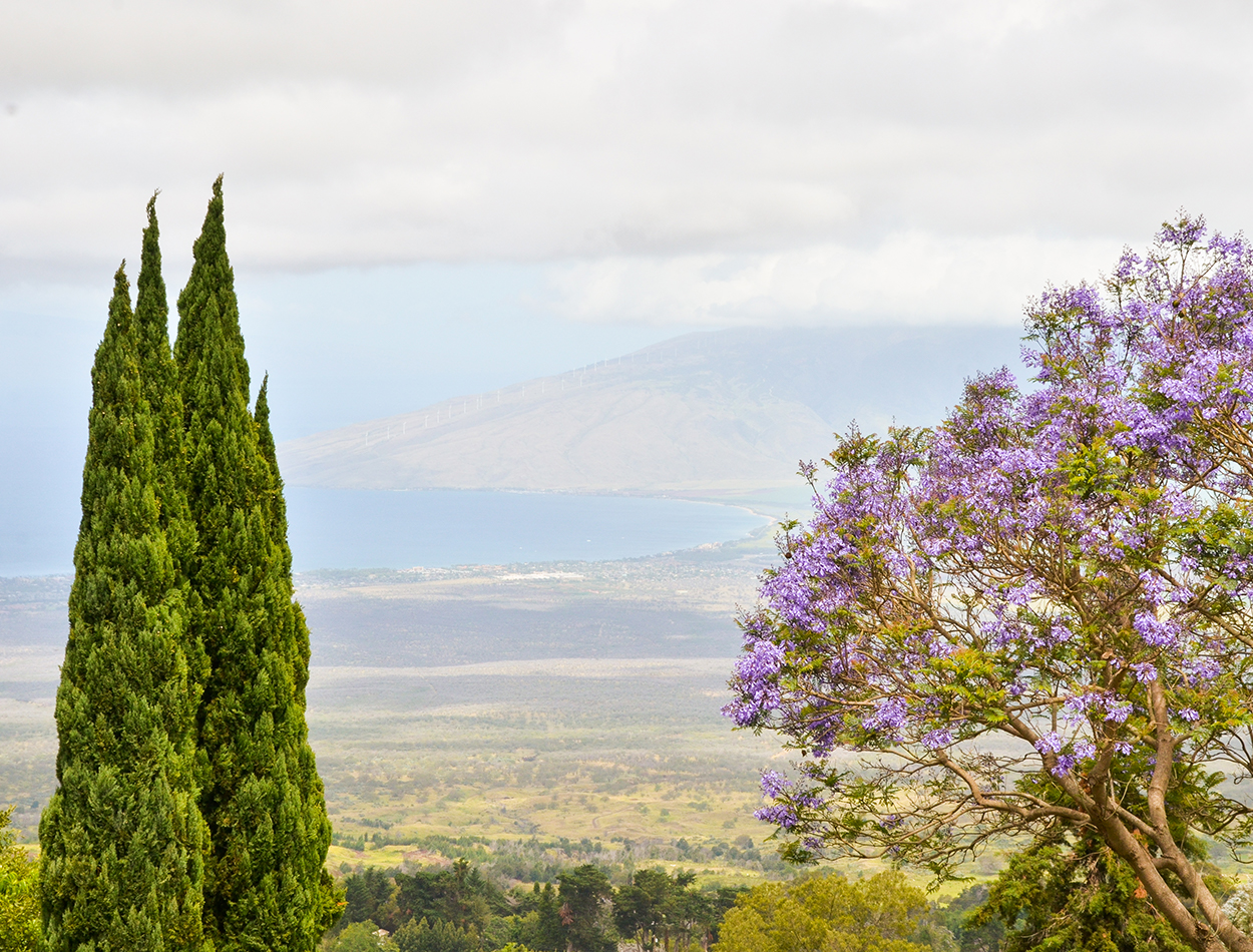 Maui Lavender & Botanicals view on Skyline Hawaii Tour