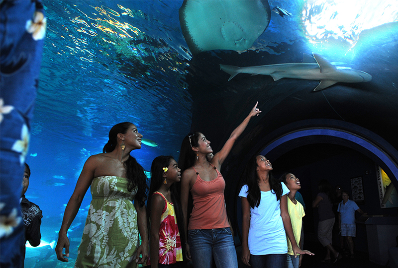 Visit Maui Ocean Center with your family