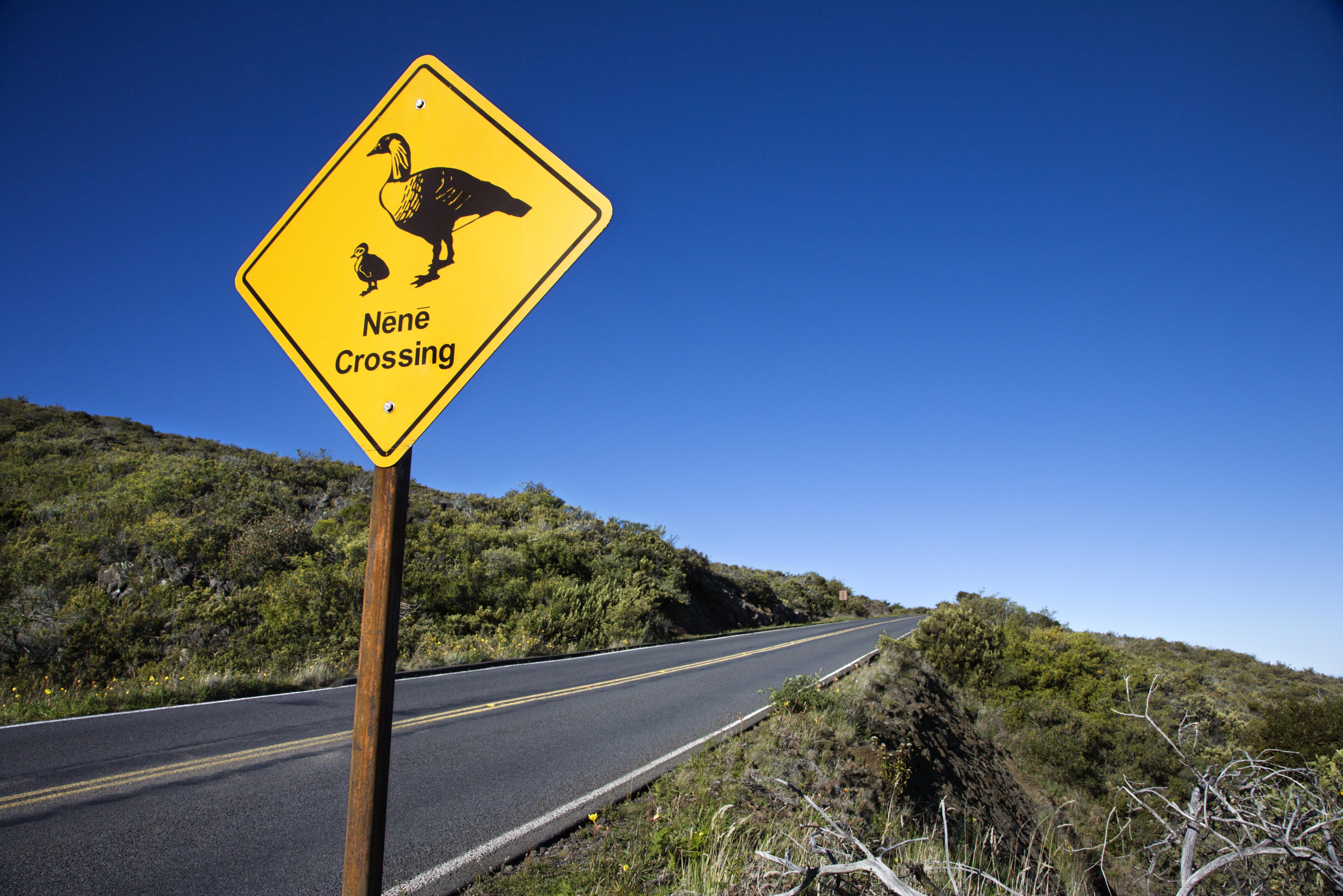 Shot of "Nene Crossing" road sign in Haleakala National Park, Maui, Hawaii.