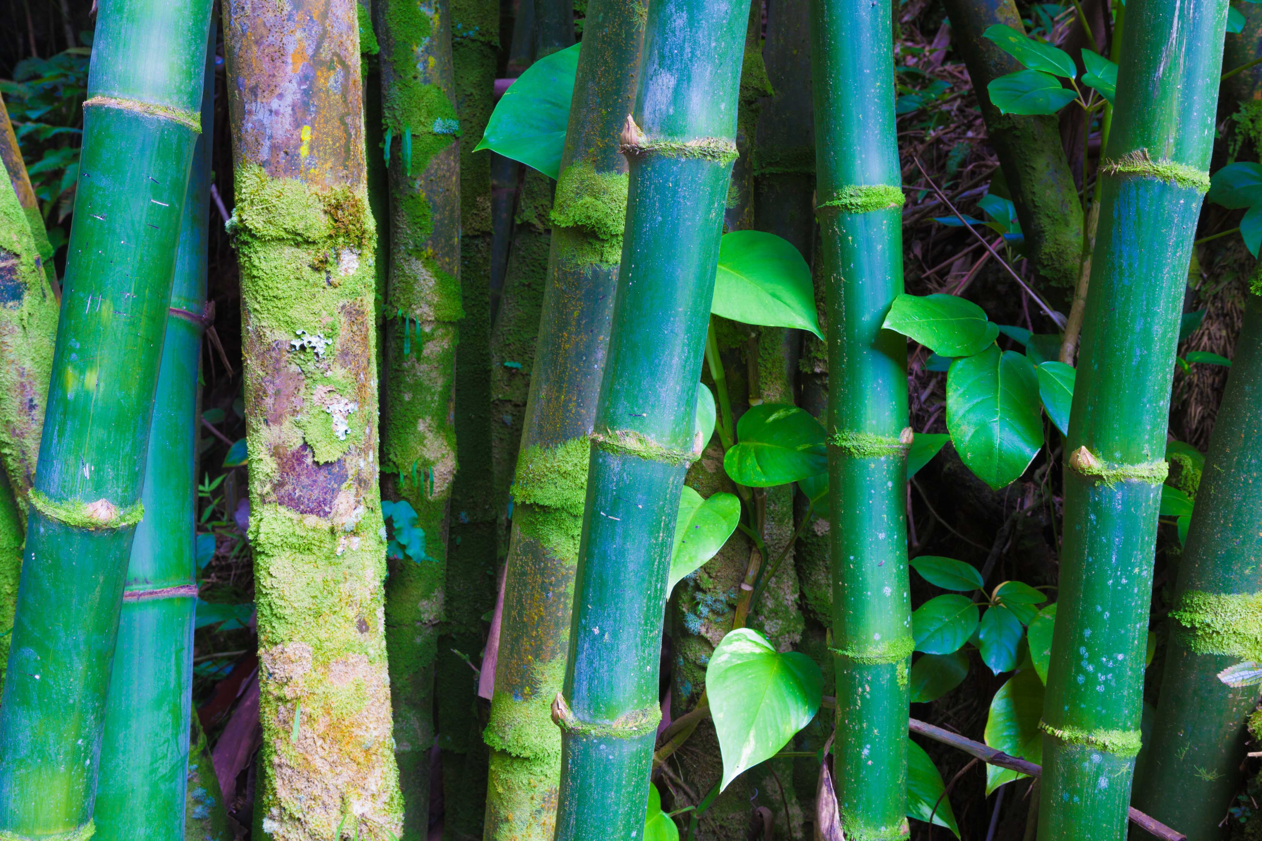 Bamboo forest in Hawaii
