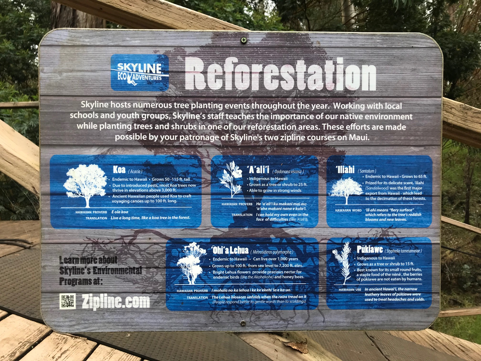 what is reforestation