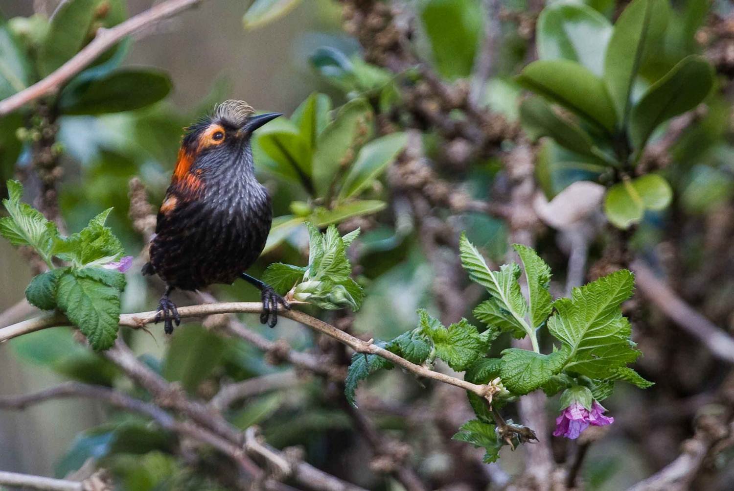 Maui Birds