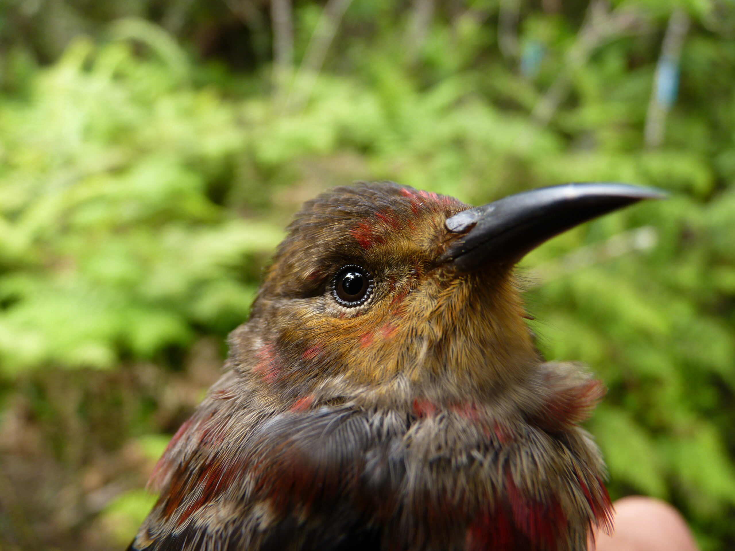Maui Birds