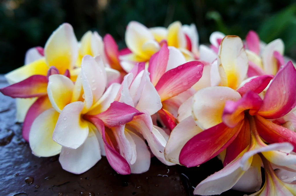 hawaiian lei