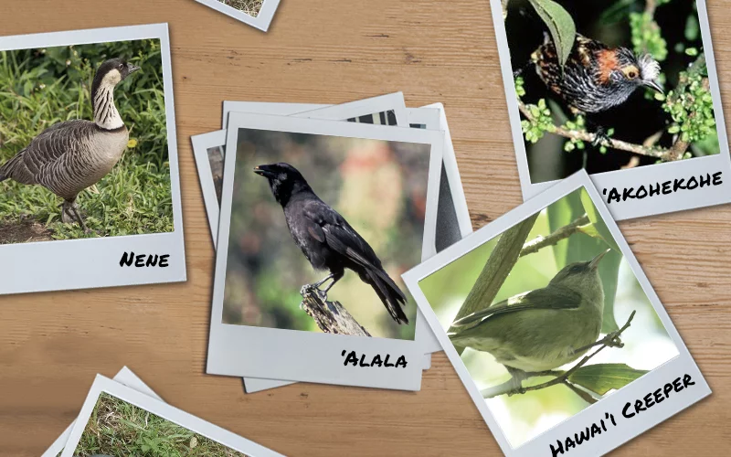 Hawaiian Forest Birds