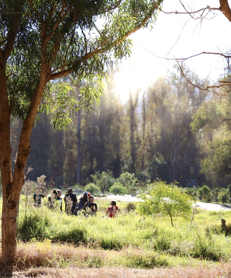 Planting native trees in Hawaii with Skyline