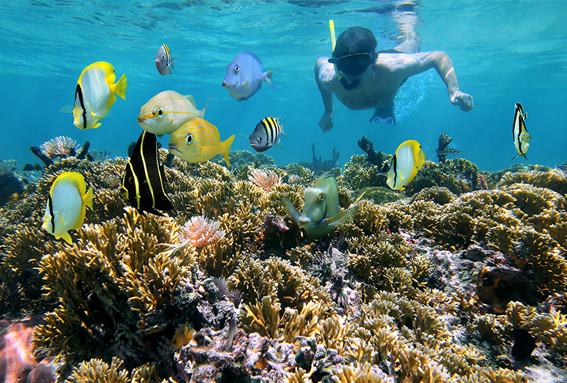 Go snorkeling on Maui
