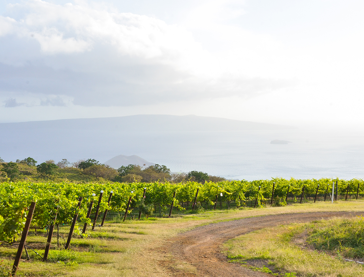 MauiWine property