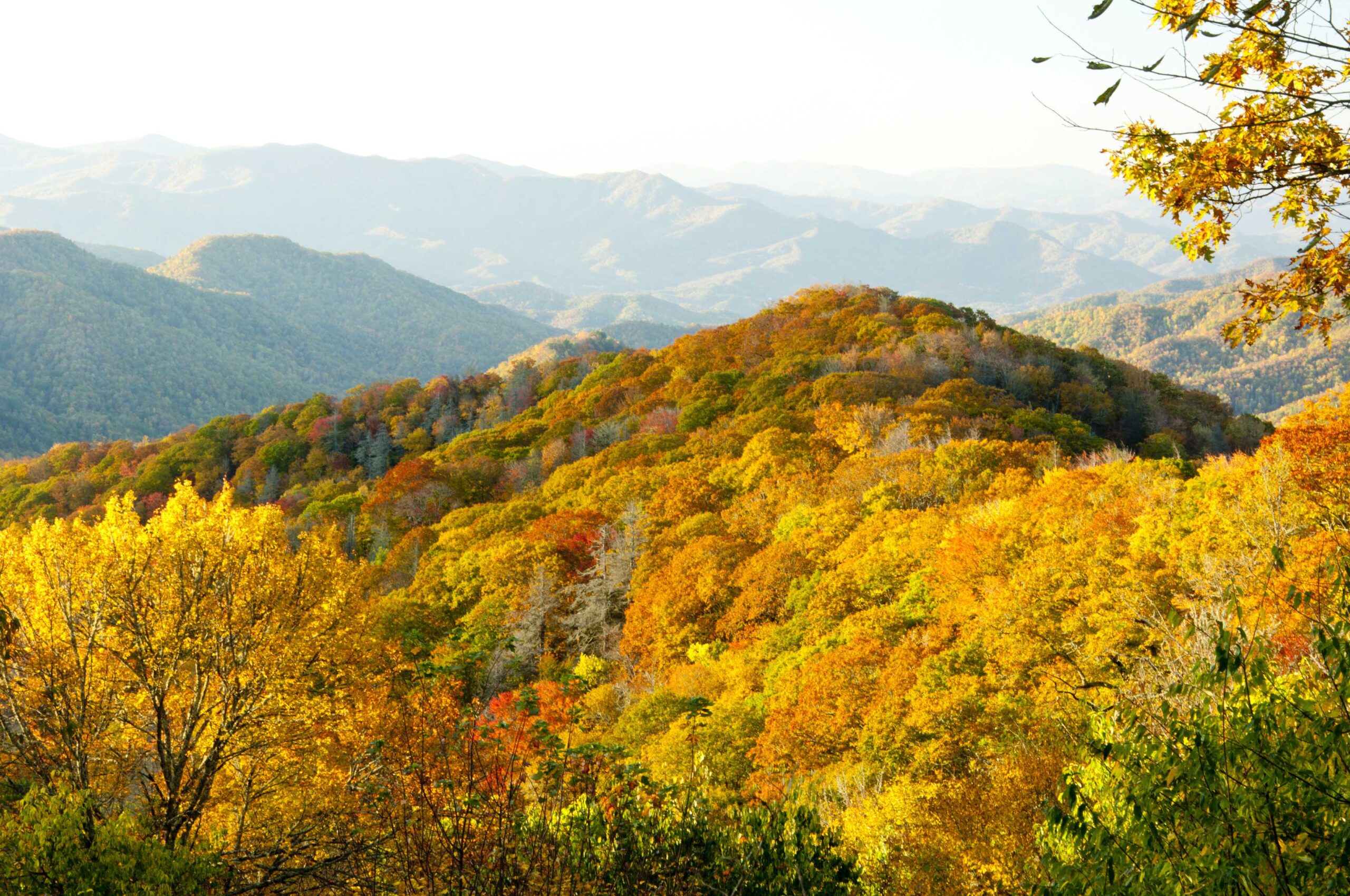 Top of the Great Smoky Mountains in fall.