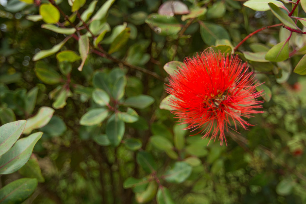 ohia tree