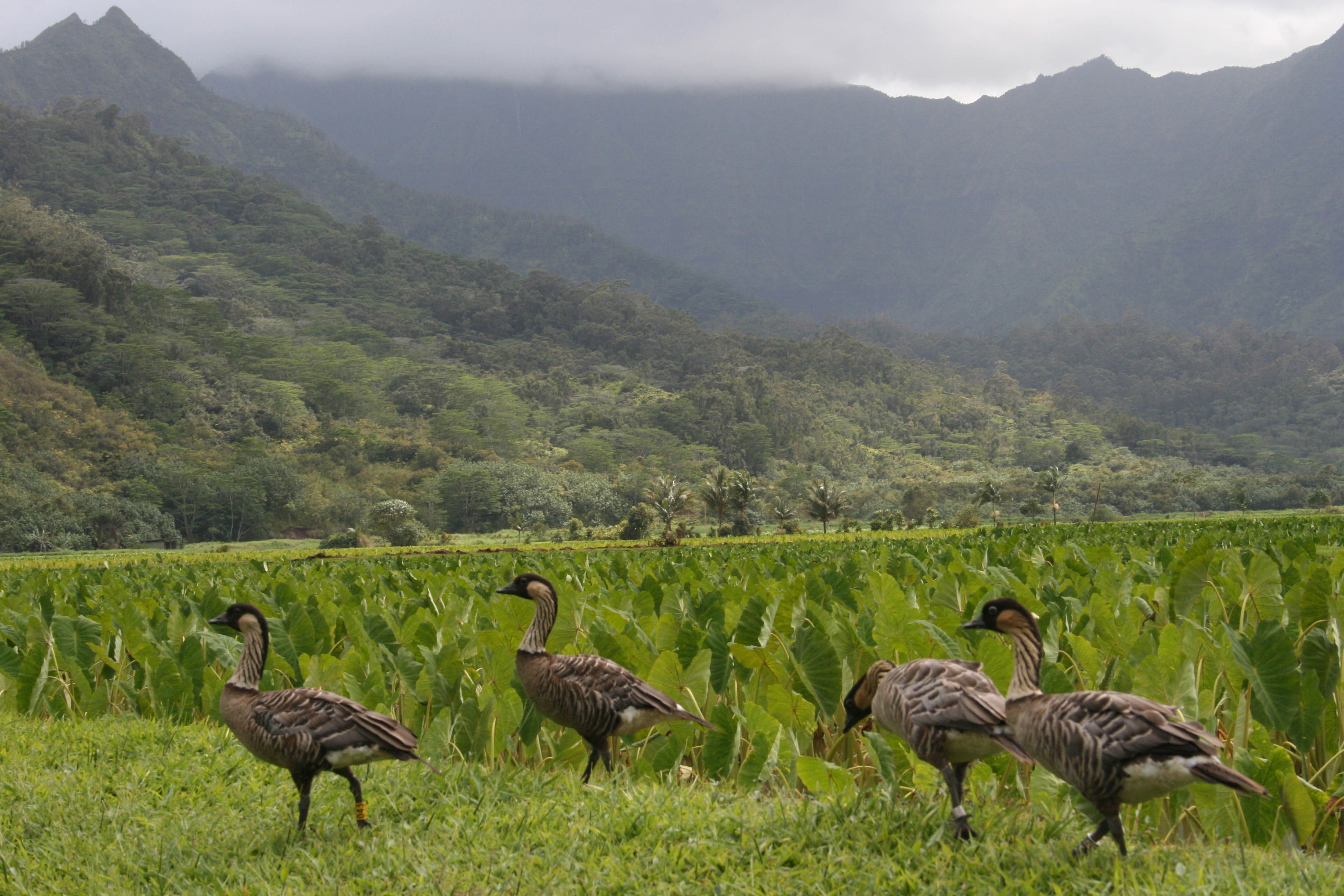 hawaiian nene geese